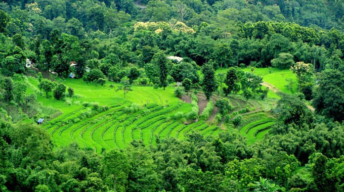 Offbeat Darjeeling Hillside Estate